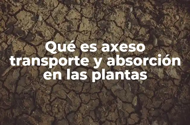 Qué es Axeso Transporte y Absorción en las Plantas