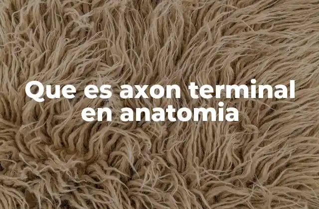 Que es Axon Terminal en Anatomia