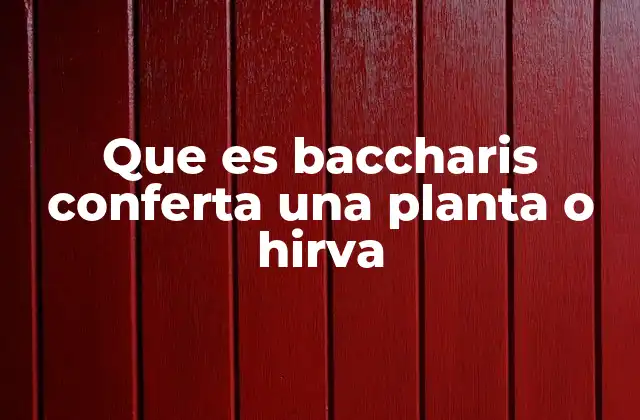 Que es Baccharis Conferta una Planta o Hirva 2 Características morfológicas de la Baccharis conferta