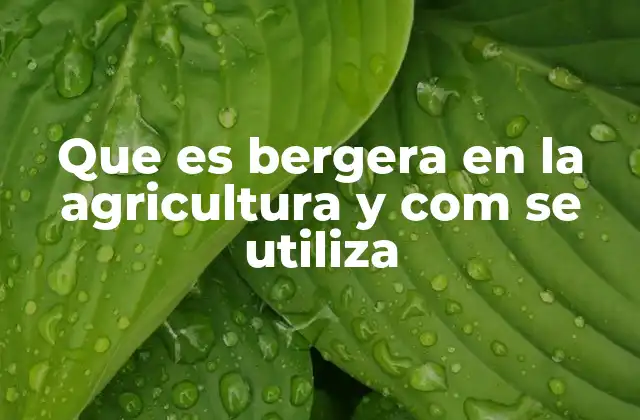 Que es Bergera en la Agricultura y Com Se Utiliza