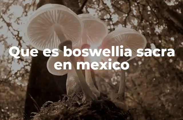 Que es Boswellia Sacra en Mexico