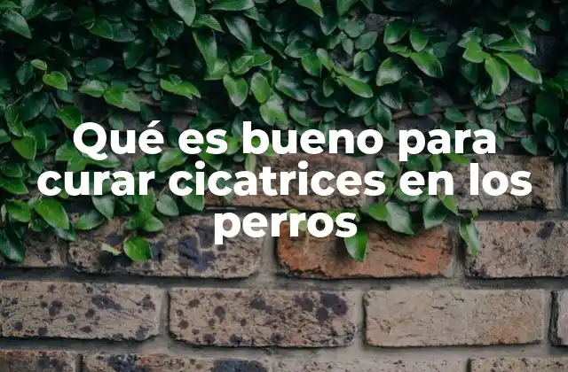 Qué es Bueno para Curar Cicatrices en los Perros 2 Cómo la piel de los perros responde al proceso de cicatrización