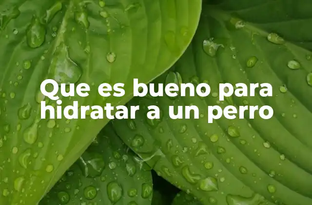 Que es Bueno para Hidratar a un Perro