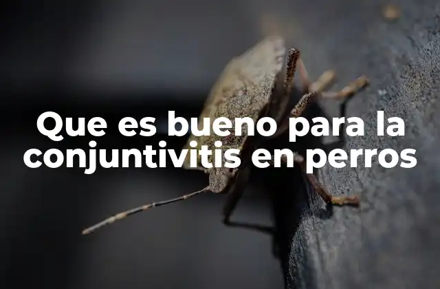 Que es Bueno para la Conjuntivitis en Perros