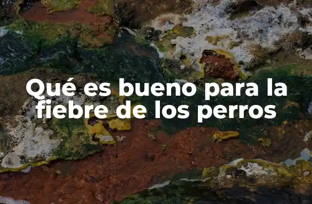 Qué es Bueno para la Fiebre de los Perros