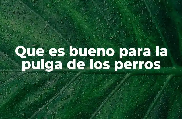 Que es Bueno para la Pulga de los Perros