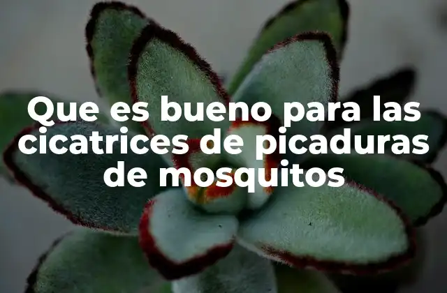 Que es Bueno para las Cicatrices de Picaduras de Mosquitos
