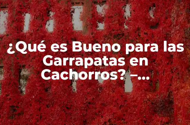 ¿qué es Bueno para las Garrapatas en Cachorros? – Soluciones Naturales y Efectivas
