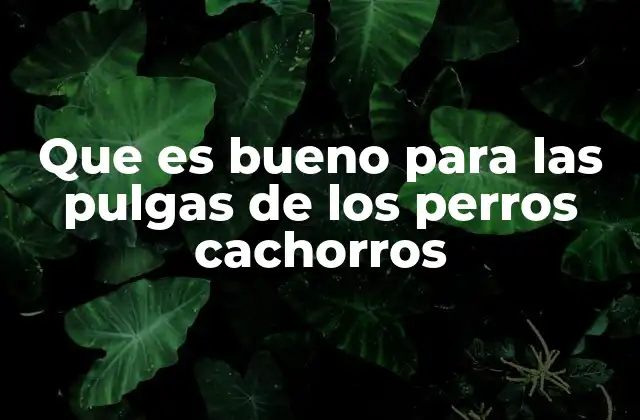 Que es Bueno para las Pulgas de los Perros Cachorros