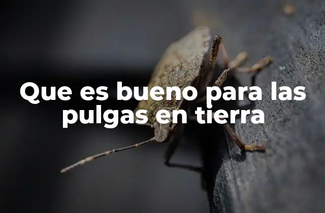Que es Bueno para las Pulgas en Tierra