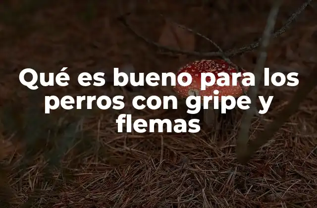 Qué es Bueno para los Perros con Gripe y Flemas 2 Cómo mejorar el bienestar de un perro enfermo sin recurrir a medicamentos