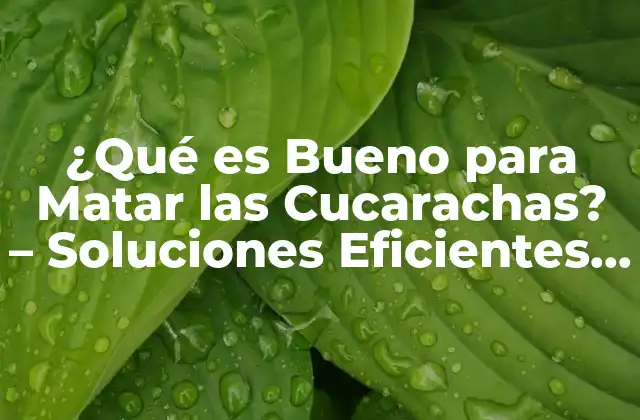 ¿qué es Bueno para Matar las Cucarachas? – Soluciones Eficientes para Eliminarlas