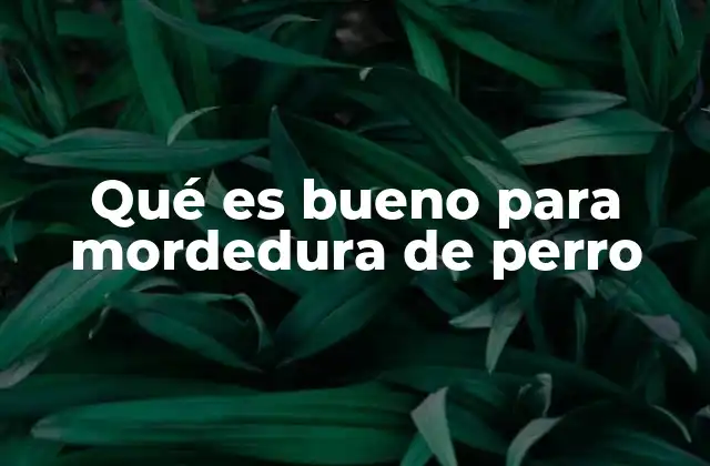 Qué es Bueno para Mordedura de Perro