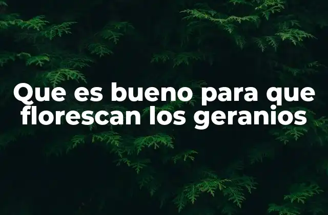 Que es Bueno para que Florescan los Geranios 2 Cómo mejorar las condiciones ambientales para los geranios