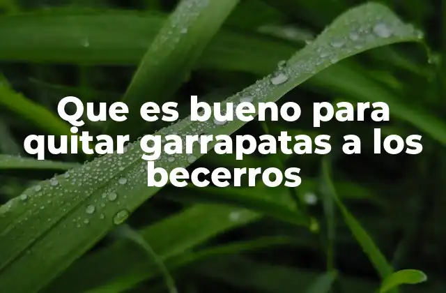 Que es Bueno para Quitar Garrapatas a los Becerros 2 Cómo mantener a los becerros libres de garrapatas sin químicos agresivos