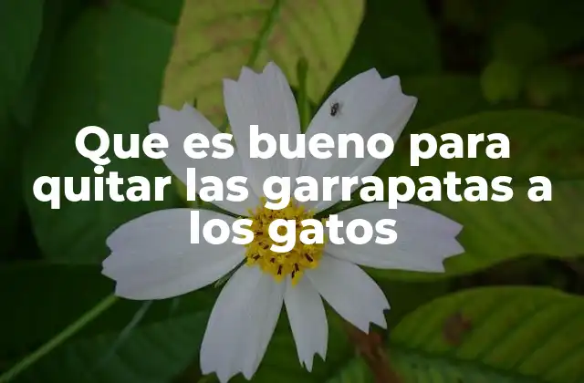 Que es Bueno para Quitar las Garrapatas a los Gatos