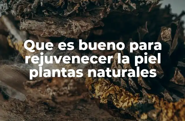 Que es Bueno para Rejuvenecer la Piel Plantas Naturales