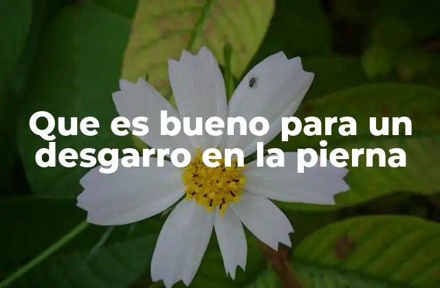 Que es Bueno para un Desgarro en la Pierna 2 Cómo actúa el cuerpo ante una lesión muscular en la pierna