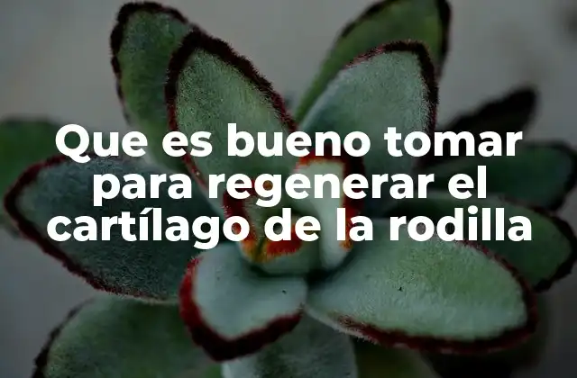 Que es Bueno Tomar para Regenerar el Cartílago de la Rodilla