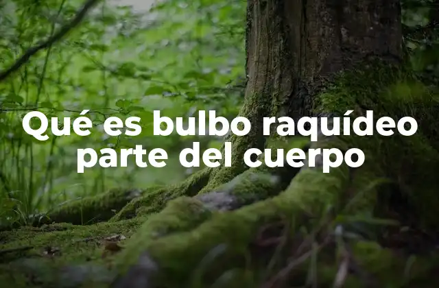 Qué es Bulbo Raquídeo Parte Del Cuerpo