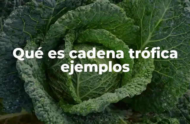 Qué es Cadena Trófica Ejemplos