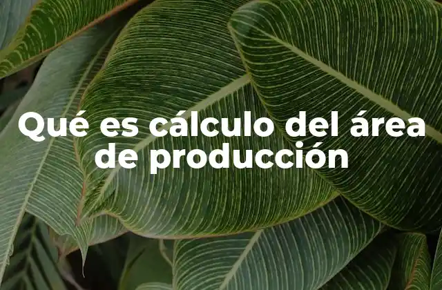 Qué es Cálculo Del Área de Producción