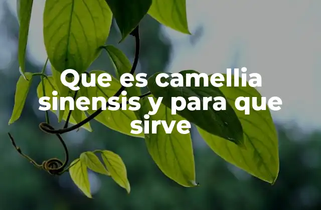 Que es Camellia Sinensis y para que Sirve