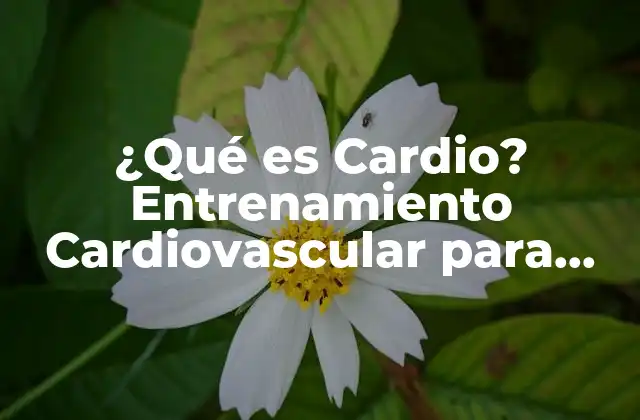 ¿qué es Cardio? Entrenamiento Cardiovascular para una Mejora Física