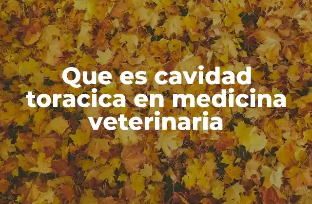 Que es Cavidad Toracica en Medicina Veterinaria 2 La importancia de la anatomía torácica en el diagnóstico veterinario