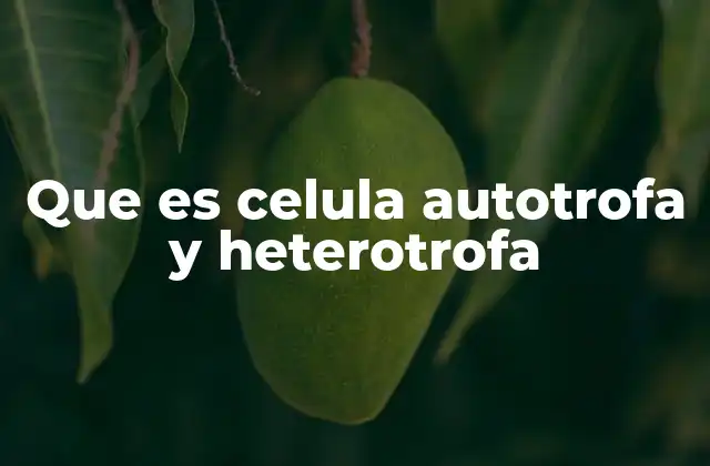 Que es Celula Autotrofa y Heterotrofa