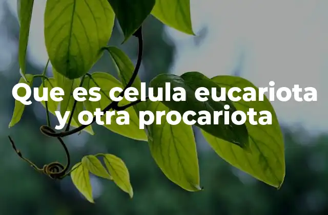 Que es Celula Eucariota y Otra Procariota