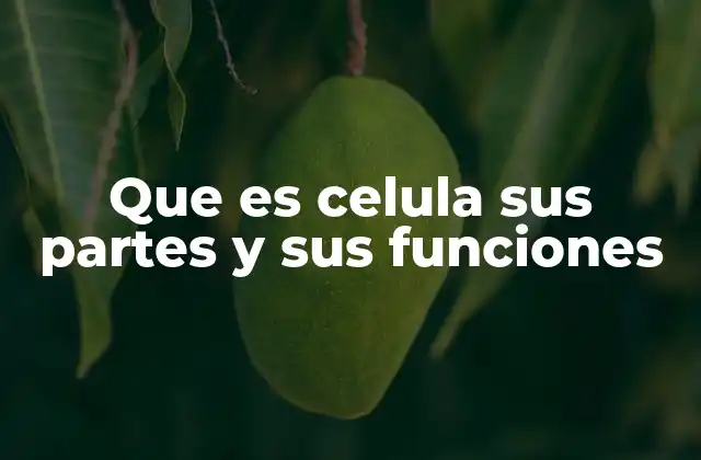 Que es Celula Sus Partes y Sus Funciones