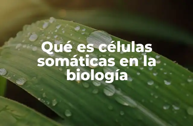 Qué es Células Somáticas en la Biología