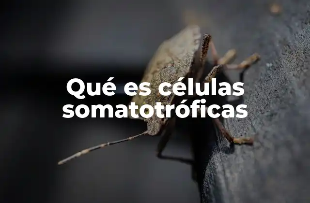Qué es Células Somatotróficas