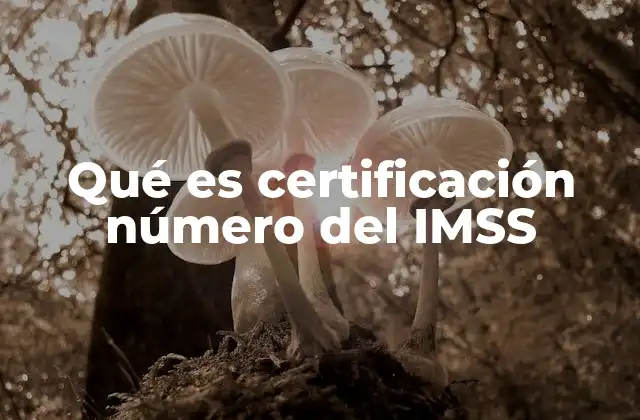 La importancia del certificado IMSS en la vida laboral