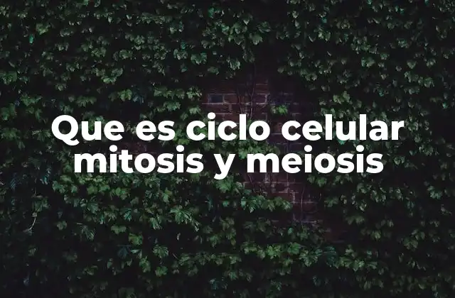 Que es Ciclo Celular Mitosis y Meiosis