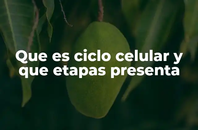 Que es Ciclo Celular y que Etapas Presenta
