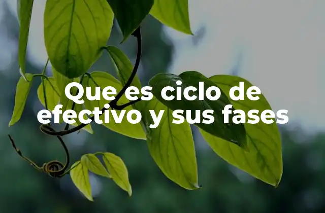 Que es Ciclo de Efectivo y Sus Fases