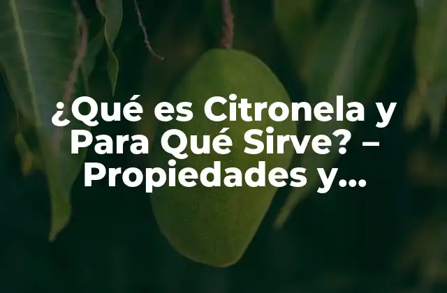 ¿qué es Citronela y para Qué Sirve? – Propiedades y Beneficios