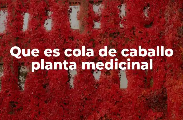 Que es Cola de Caballo Planta Medicinal 2 Características botánicas de la cola de caballo