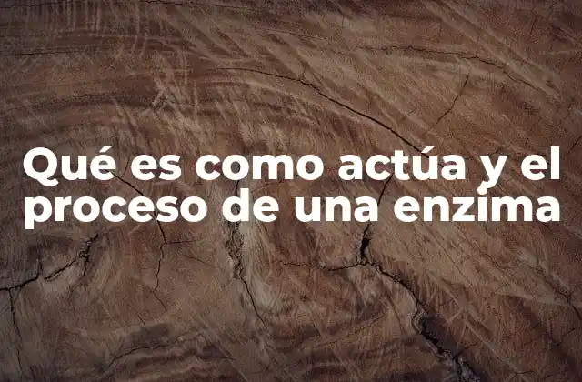 Qué es como Actúa y el Proceso de una Enzima