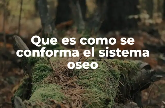 El esqueleto humano: base anatómica del cuerpo