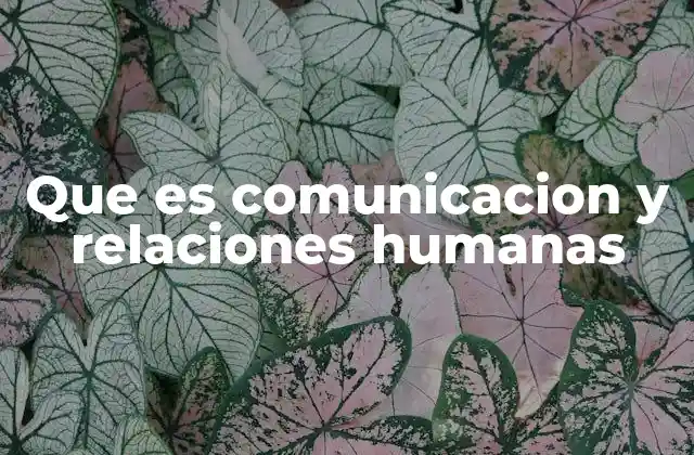 La importancia de la interacción humana en la sociedad