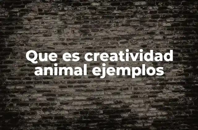 Que es Creatividad Animal Ejemplos