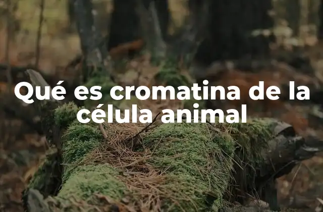 Qué es Cromatina de la Célula Animal