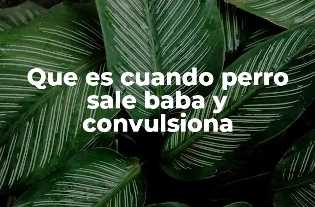 Que es Cuando Perro Sale Baba y Convulsiona 2 Causas posibles de convulsiones y baba en perros