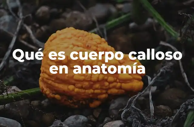 El cerebro dividido y la importancia del puente neural