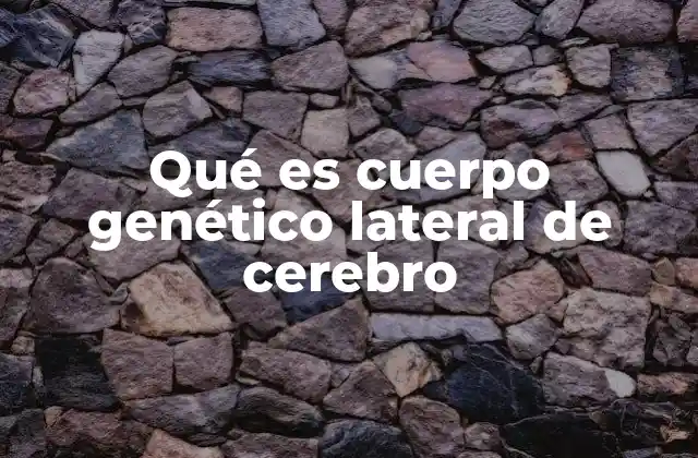 La importancia del cuerpo genético lateral en la percepción visual