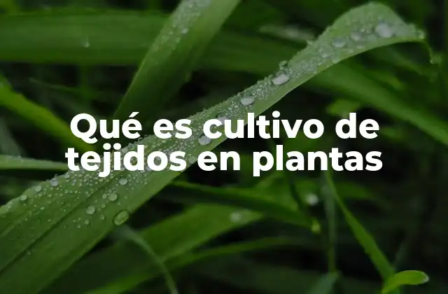Qué es Cultivo de Tejidos en Plantas