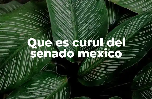 Que es Curul Del Senado Mexico